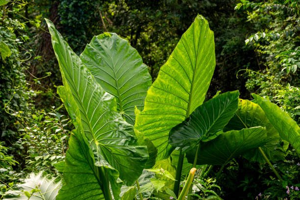 Alocasia géant